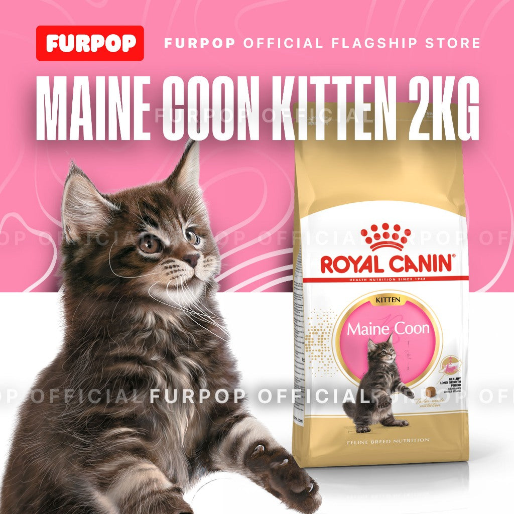 Royal Canin Maine Coon Kitten (2kg) Dry Cat Food - Feline Breed Nutrition | FURPOP