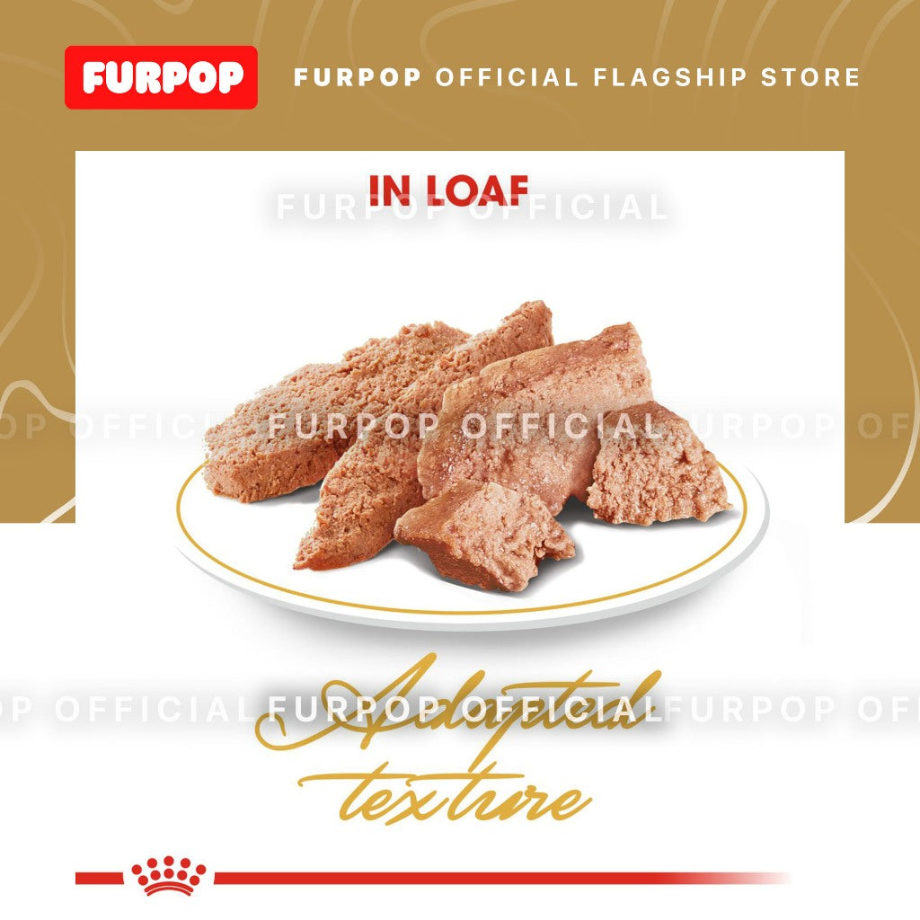 Royal Canin Persian Adult (12pcs Pouch 85g - 1BOX) Wet Cat Food - Feline Breed Nutrition