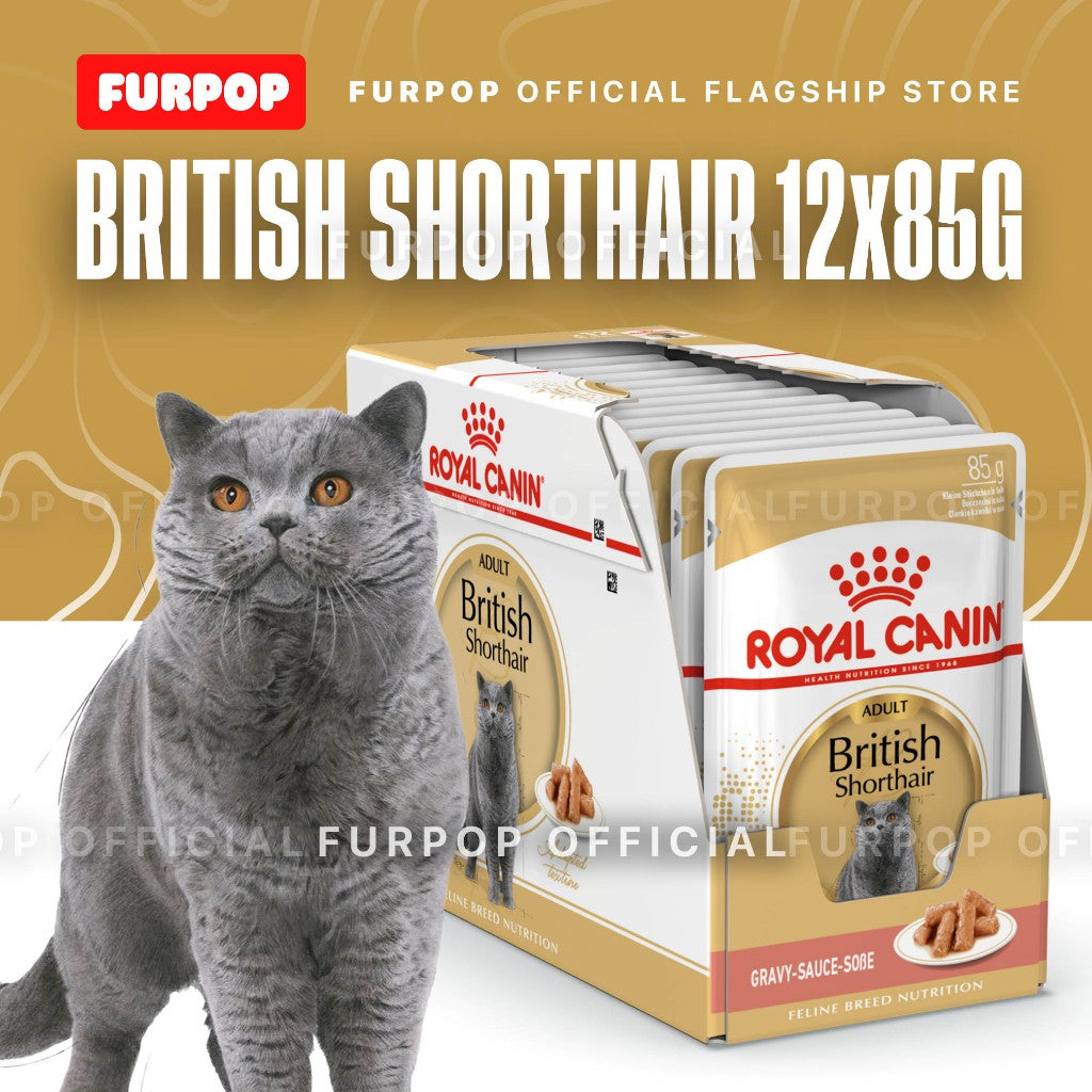 Royal Canin British Shorthair Adult 85Gx12 Wet Cat Food - Feline Breed Nutrition | FURPOP