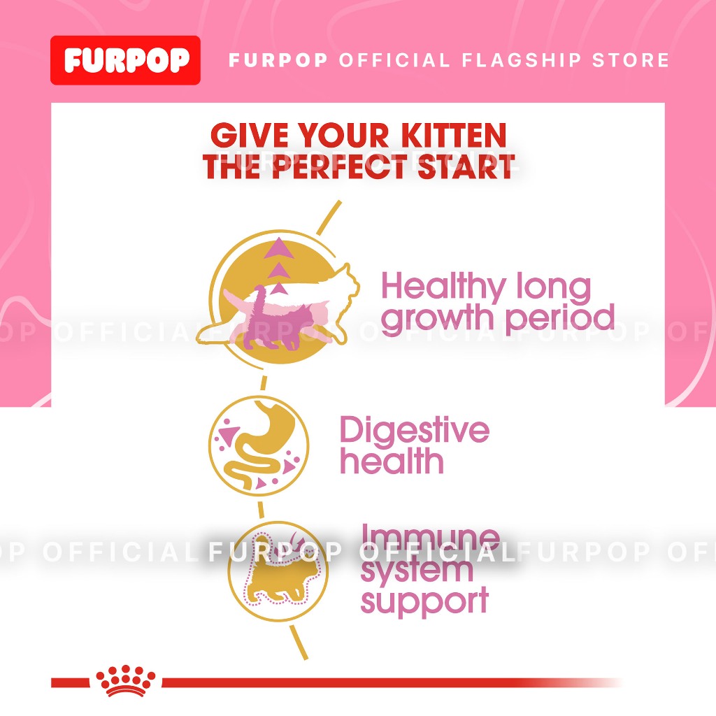 Royal Canin Maine Coon Kitten (2kg) Dry Cat Food - Feline Breed Nutrition | FURPOP