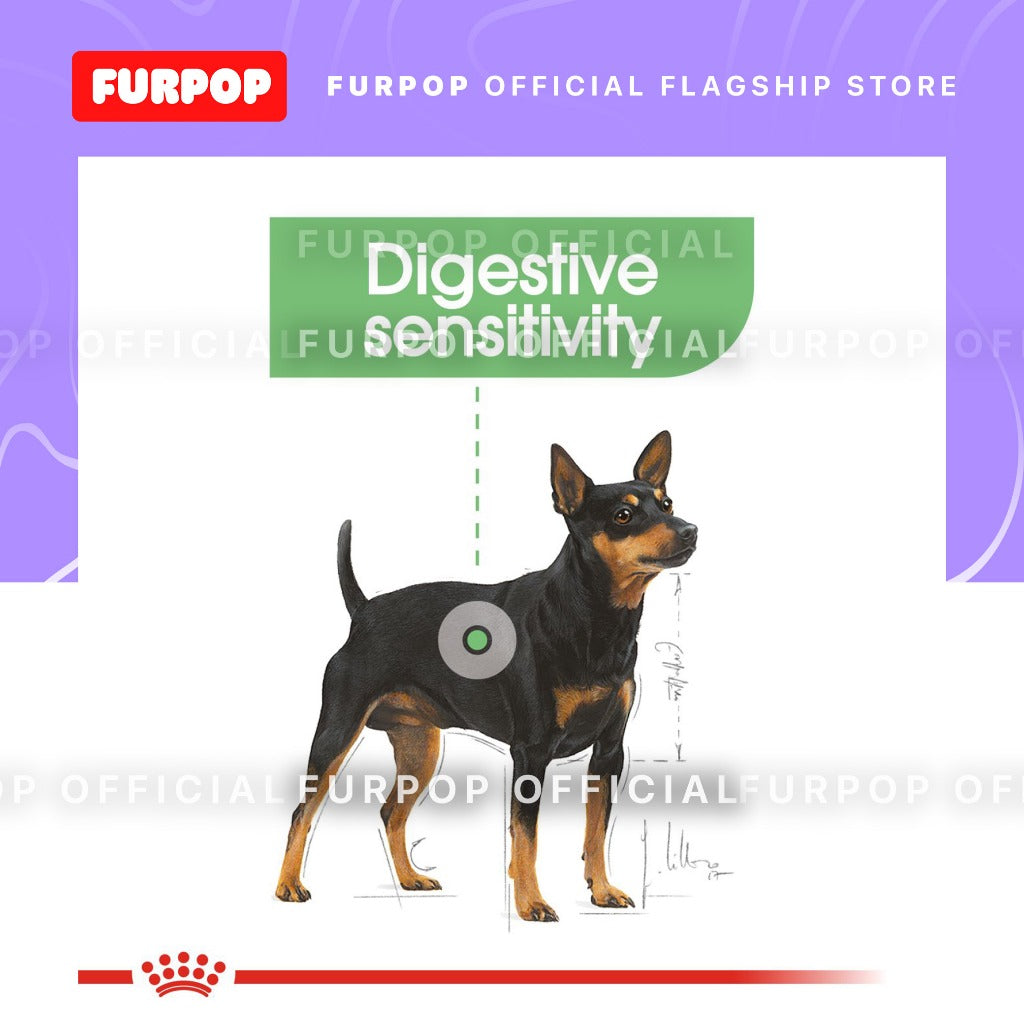 Royal Canin 12pcs Digestive Care (85g x 12 pouches) Adult Wet Dog Food - Canine Care Nutrition