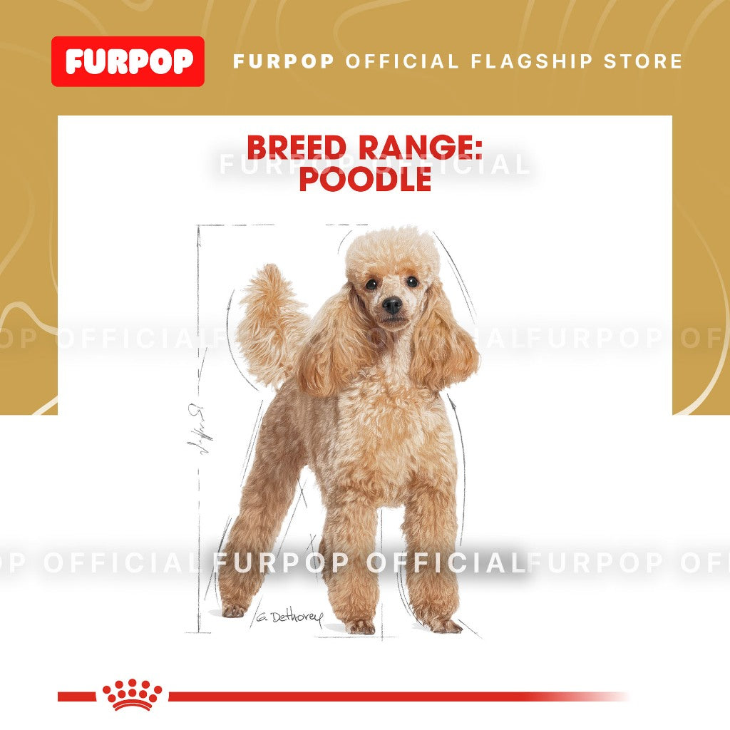 Royal Canin 1.5KG Poodle Adult Dry Dog Food - Breed Health Nutrition | FURPOP