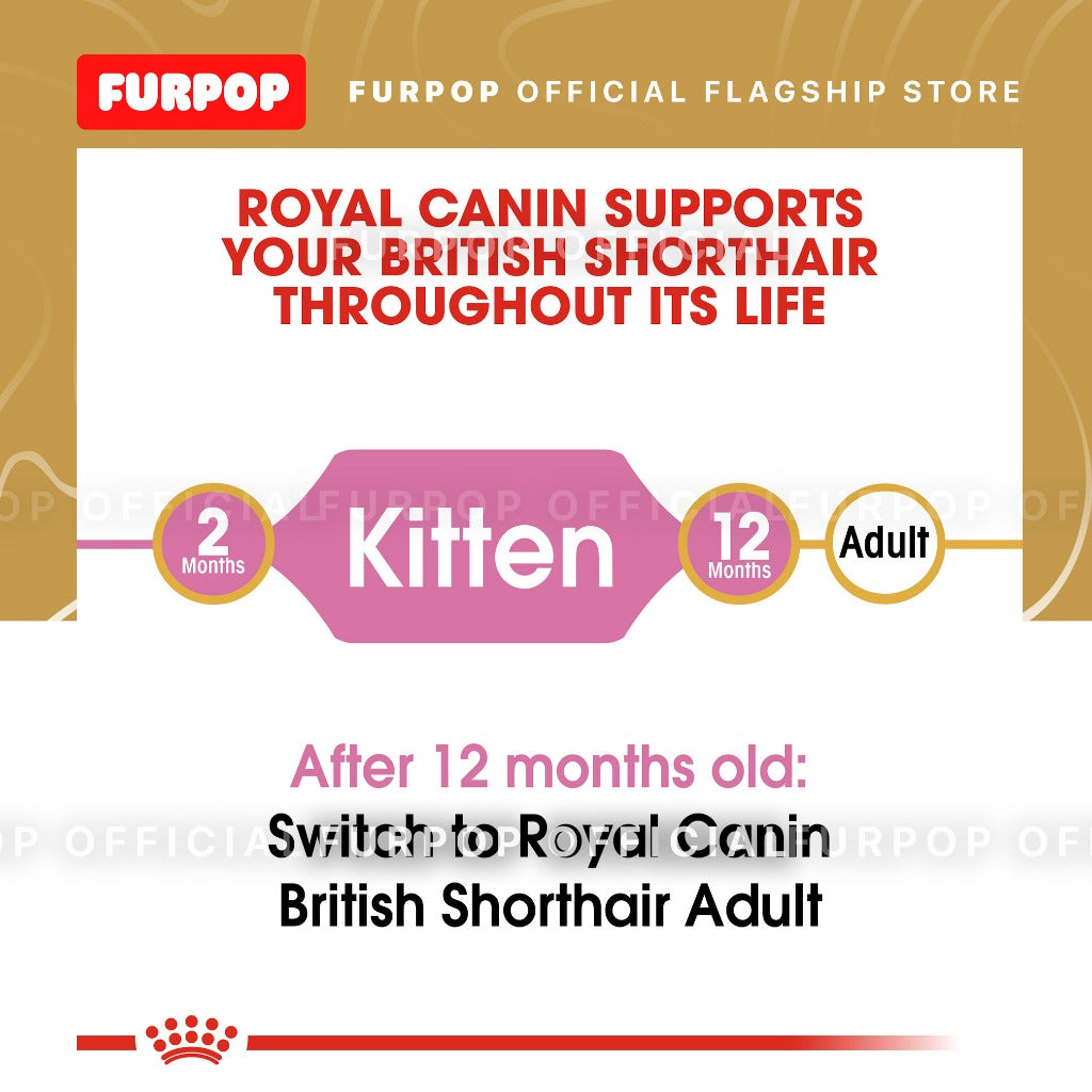 Royal Canin British Shorthair KITTEN 2KG Dry Cat Food - Feline Breed Nutrition | FURPOP