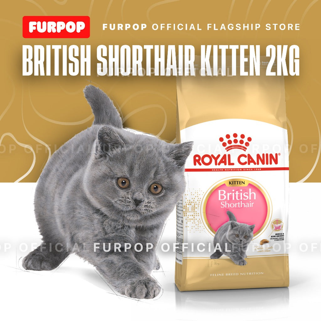 Royal Canin British Shorthair KITTEN 2KG Dry Cat Food - Feline Breed Nutrition | FURPOP
