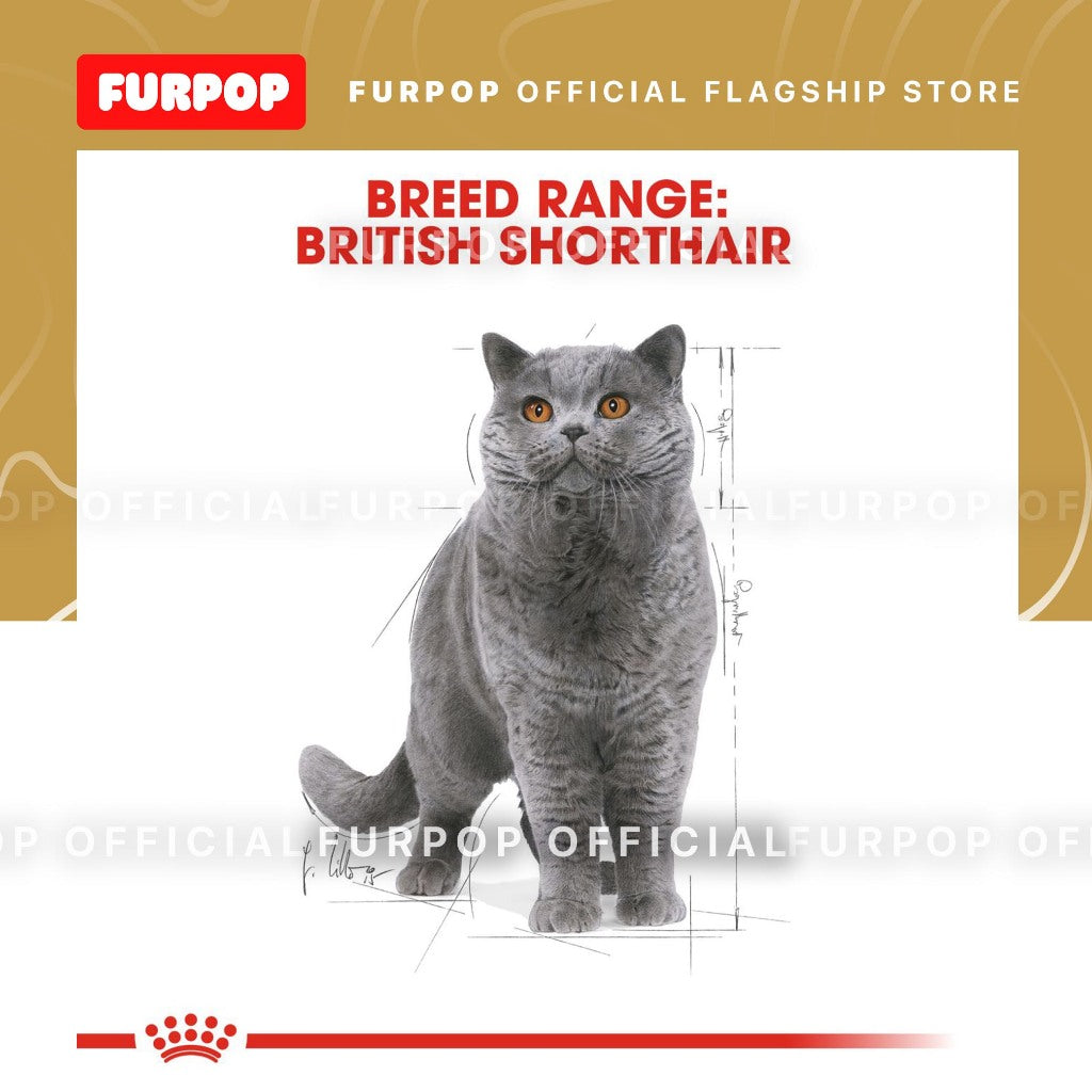 Royal Canin British Shorthair Adult 85Gx12 Wet Cat Food - Feline Breed Nutrition | FURPOP