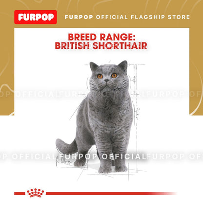 Royal Canin British Shorthair Adult 85Gx12 Wet Cat Food - Feline Breed Nutrition | FURPOP